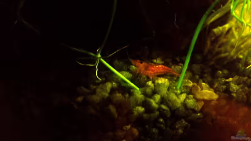 Red Fire Garnelen von Scaper (28)