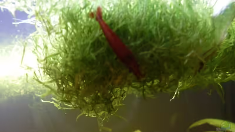 Red Fire Garnelen von Sebastian K. (7)