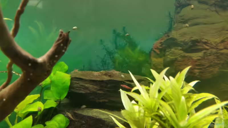 red fire garnelen von SvenDerGroße (18)