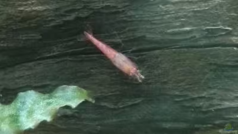 Red fire Garnelen von Timo Aqua (9)