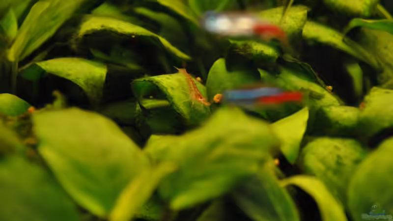 Red Fire Garnelle von Seelaender (13)