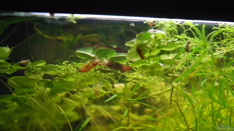 Red Fire-Gruppe mit trächtigem Weibchen von Peter Meyer (9)