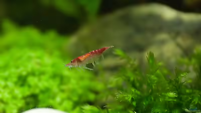 Red Fire im Flug erwischt von Franz Trittner (4)