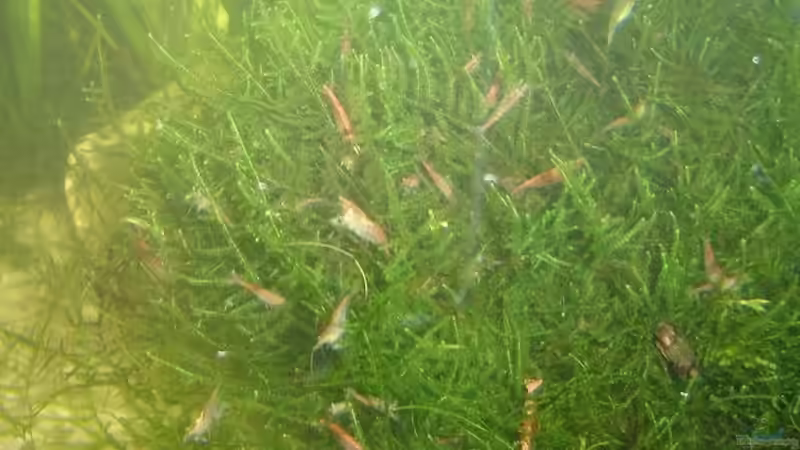 Red Fire im Moos von RatinaZ (13)