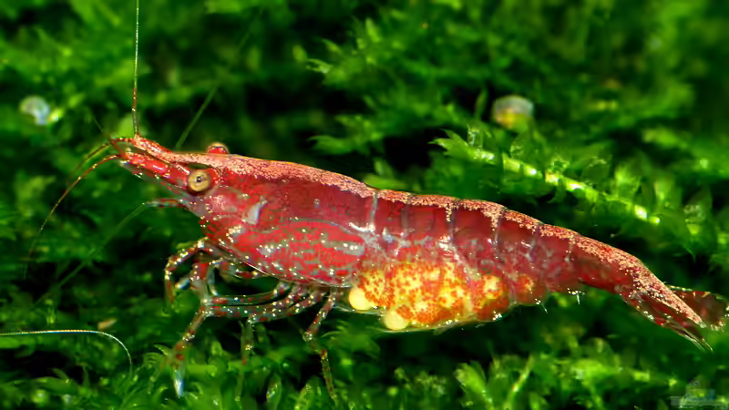Red Fire im neunten Monat ;-) von Helmut Kreutmayer (13)