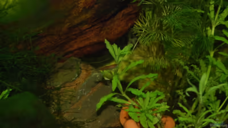 Red Fire in schöner Umgebung von Bernhard Messinger (15)