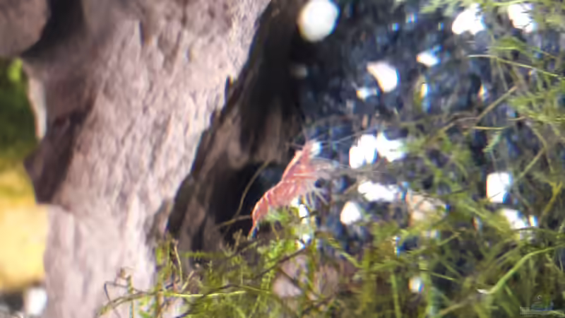 Red Fire männlich  von Zuckermaus (9)