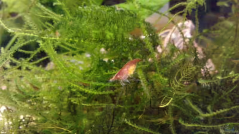 Red Fire mit Eier auf Javamoos von manala (8)