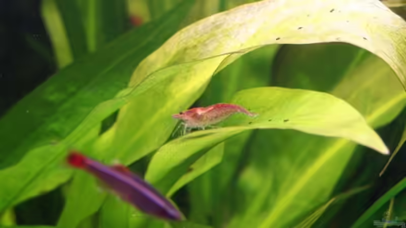 Red Fire mit Kardinälchen im Vordergrund von Erik Dreßen (11)