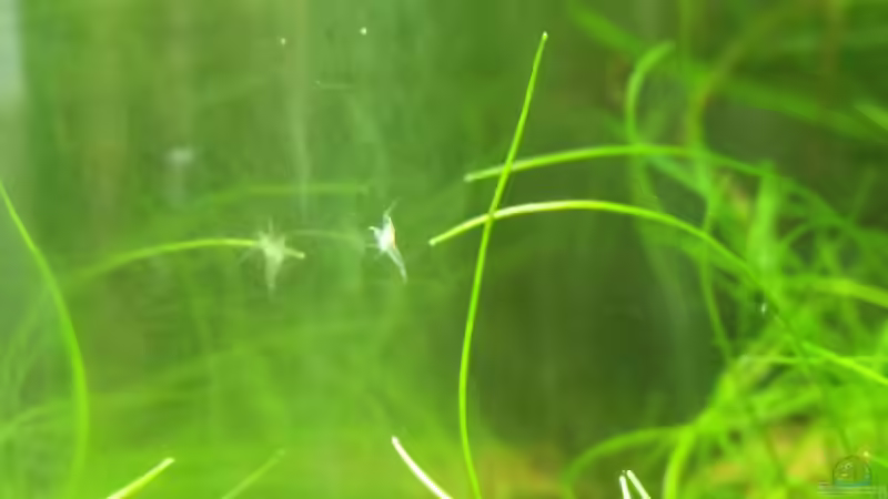 Red-Fire-Nachwuchs von Solvin (49)