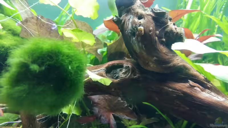 Red fire Nachwuchs von Spawngrow (25)