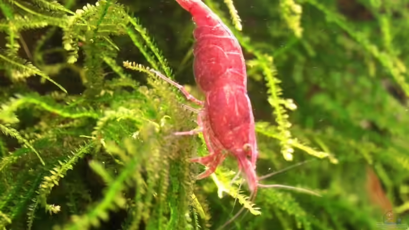 Red Fire Nahaufnahme von basetim (23)