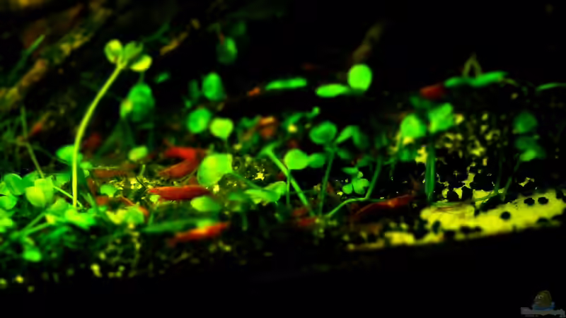 Red Fire Nahaufnahme von Flossenbeschauer (14)