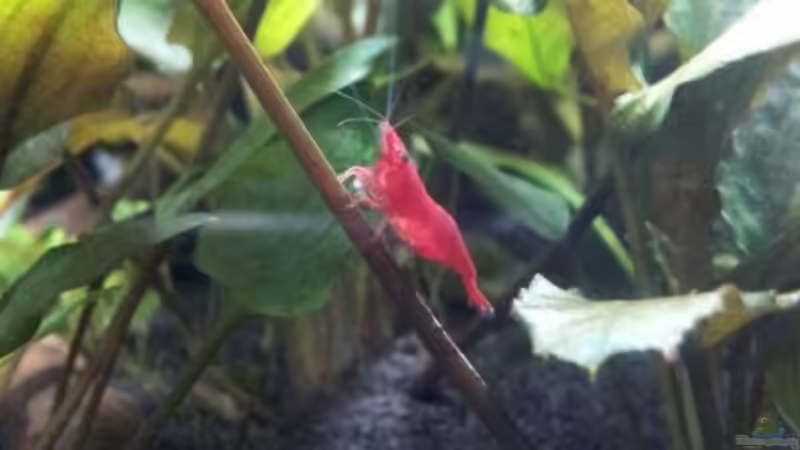 Red Fire Sakura 8 adulte, diverse Jungtiere von feuervogel-82 (24)