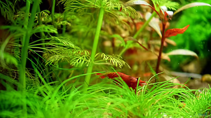 Red Fire Sakura Garnele am 11.12.2019 von David Schneider Aquaristik (37)