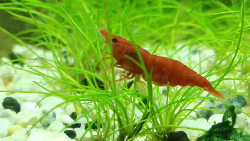 Red Fire Sakura Garnele von David Schneider Aquaristik (40)