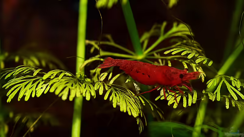 Red Fire Sakura Muttertier von David Schneider Aquaristik (30)