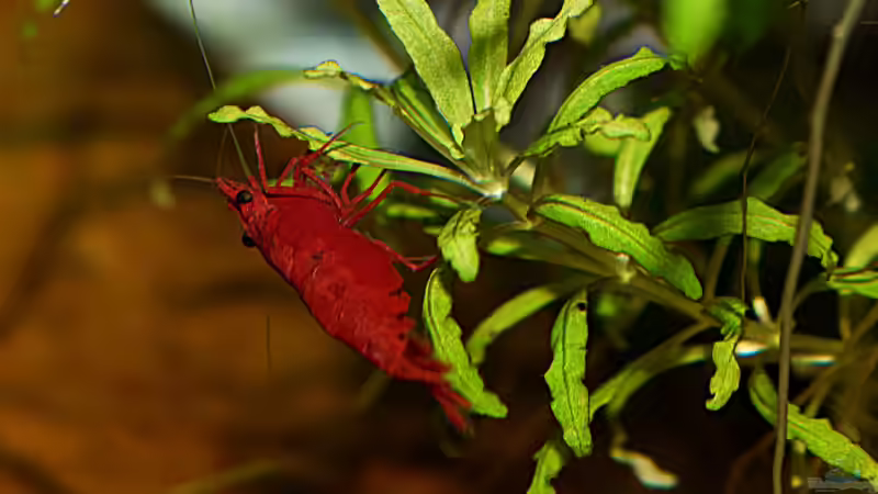 Red-Fire-Sakura_Stand: 20.12.2019 von David Schneider Aquaristik (31)