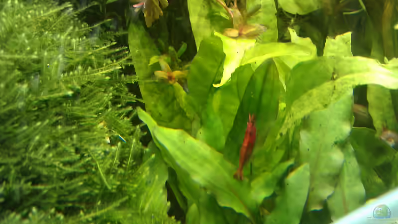 Red Fire Sakura von El Hein (32)