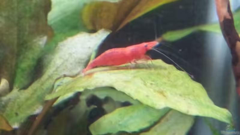 Red Fire Sakura von feuervogel-82 (25)