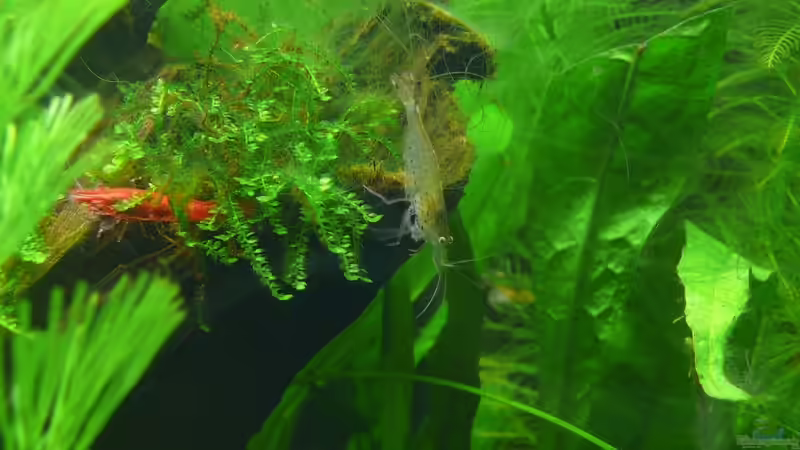 Red Fire und Amano-Garnele von Torsten Franke (24)