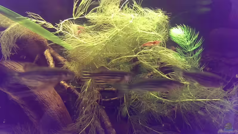 Red Fire und Zebrabärblinge von Niklas125 (34)