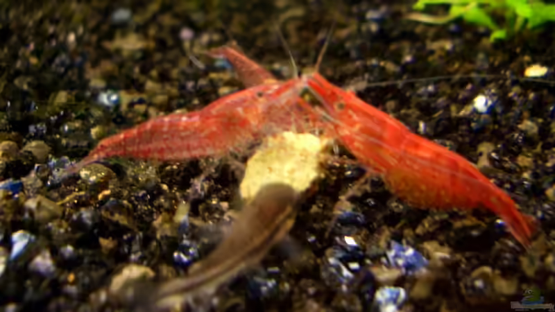 Red Fire und Zwergpanzerwels von navigator1 (28)