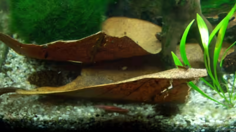 Red Fire unter Seemandelbaumblättern von Schratze (30)