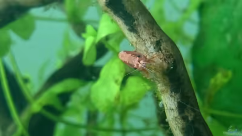 Red-Fire von Aquaristik-Padawan (38)