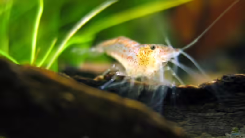 Red Fire von Aquarium-Bochum (19)