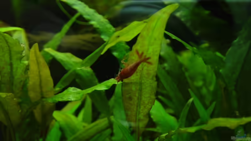 Red Fire von Carsten Gutsche (20)