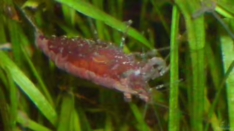 Red Fire von Chris Schmidt (10)