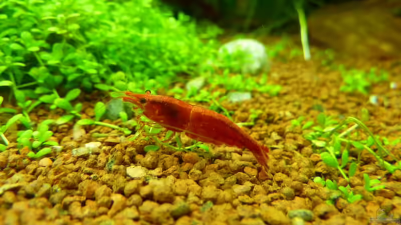 Red Fire von gcs (15)