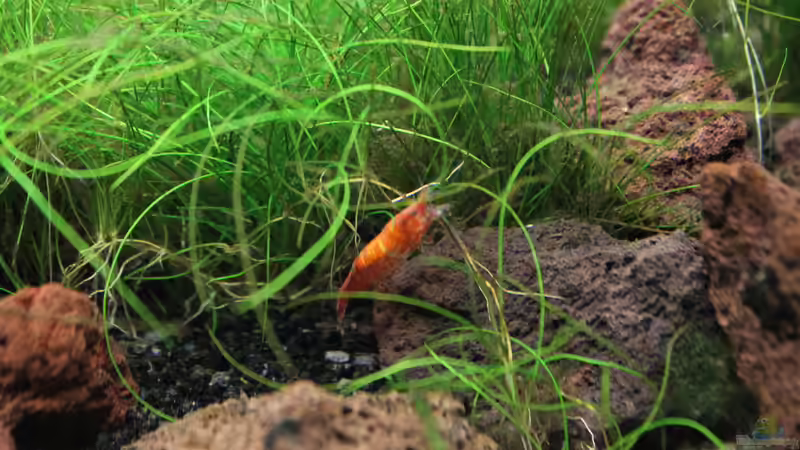 Red-Fire von GIDDI (14)