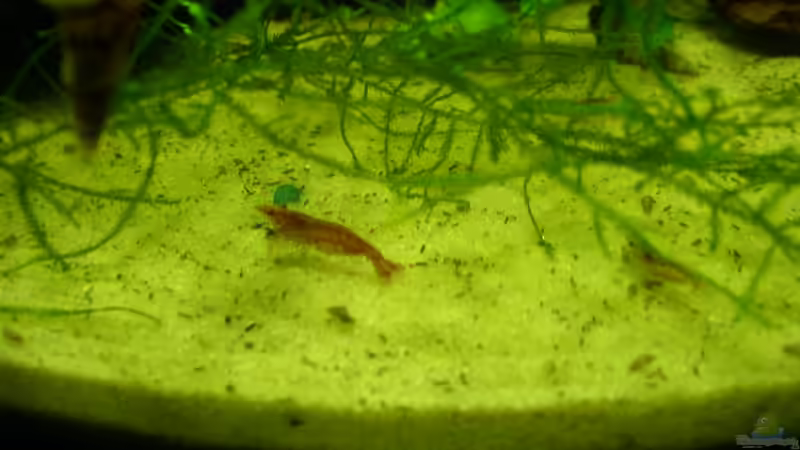 Red Fire von Graf (7)