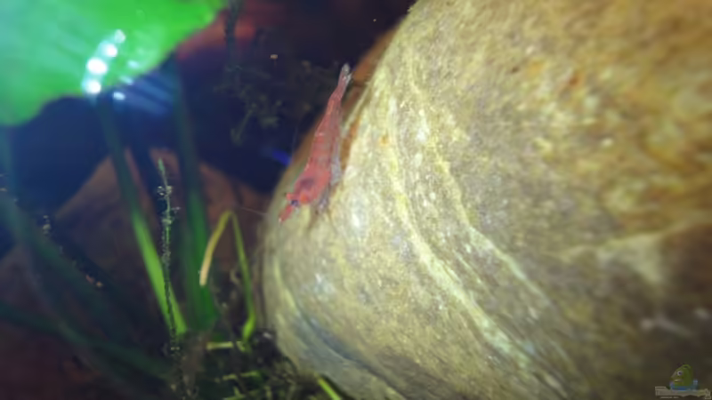 Red Fire von Heiko Stracke (65)