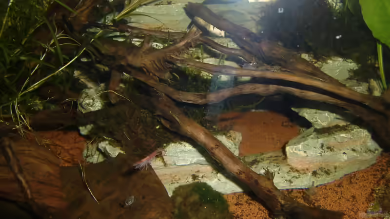 Red Fire von HOTU (48)