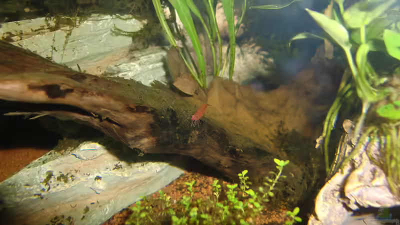 Red Fire von HOTU (50)