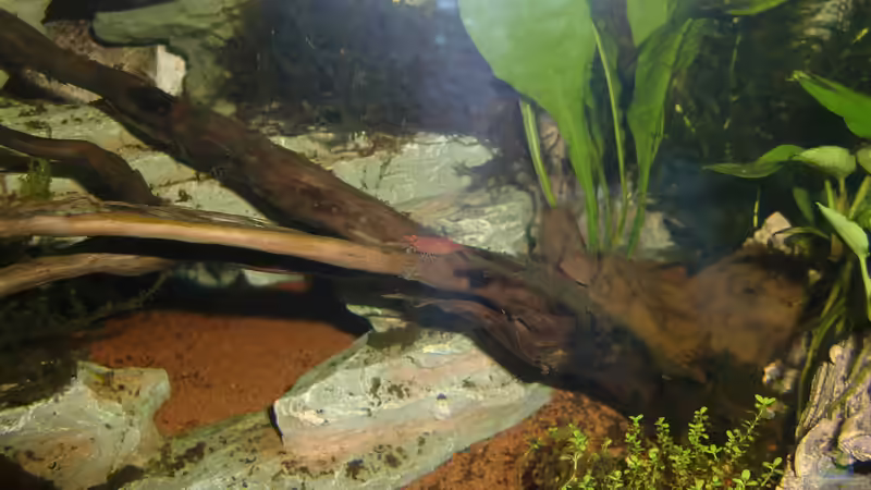 Red Fire von HOTU (50)