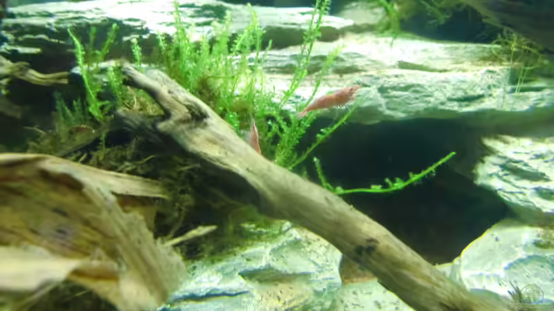 Red Fire von HOTU (55)