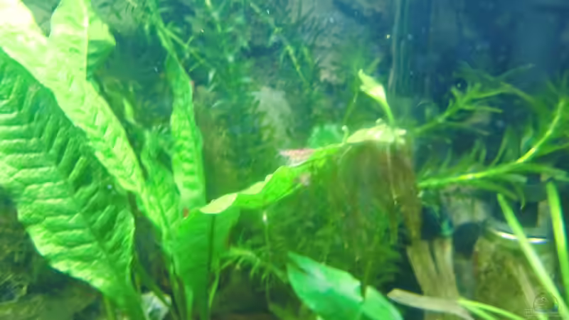 Red Fire von HOTU (56)