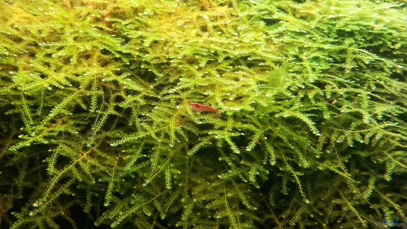 Red Fire von Kaddi (10)