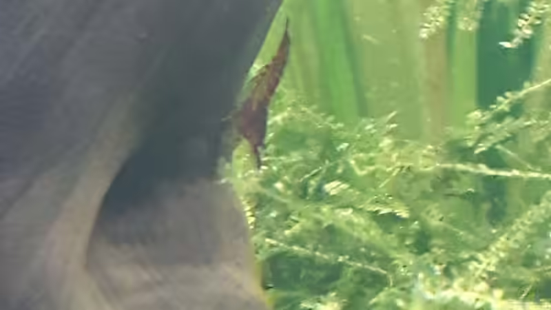 Red Fire von Kaddi (19)