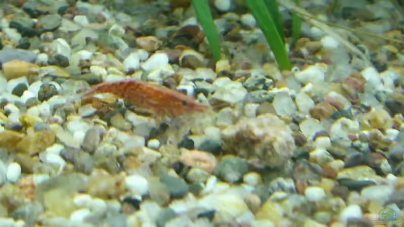 Red Fire von KaSa (7)