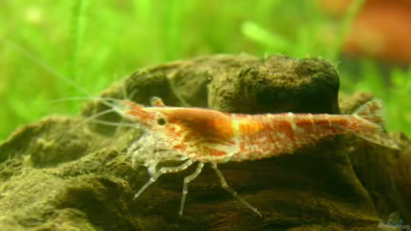 Red Fire von Kilian (3)