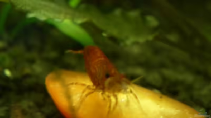 Red Fire von Lewino (11)