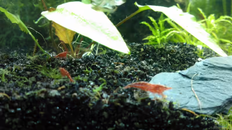 red fire von madapusa (17)