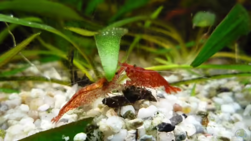 Red fire von Michi 82 (17)