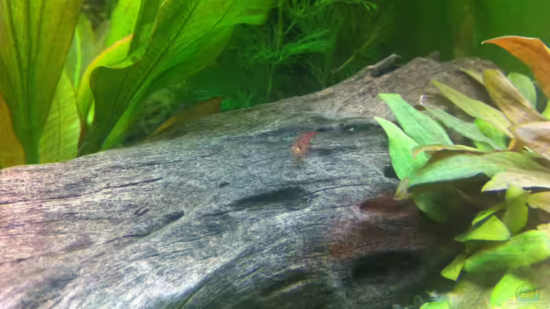 red fire von Nastassja&Mario T (24)