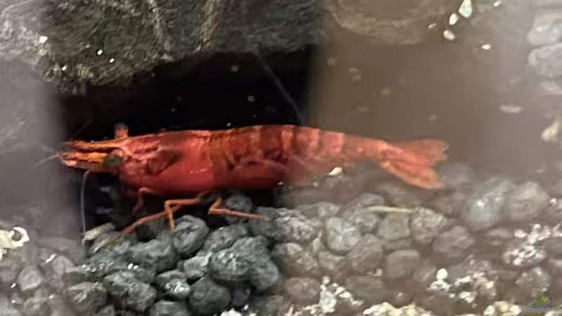 Red Fire von Ottche (67)